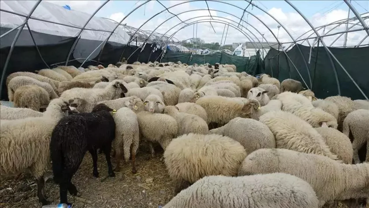 Adana Koyun-Keçi Yetiştiricileri Birliği'nden 2025 Kurbanlık Fiyatları Duyurusu