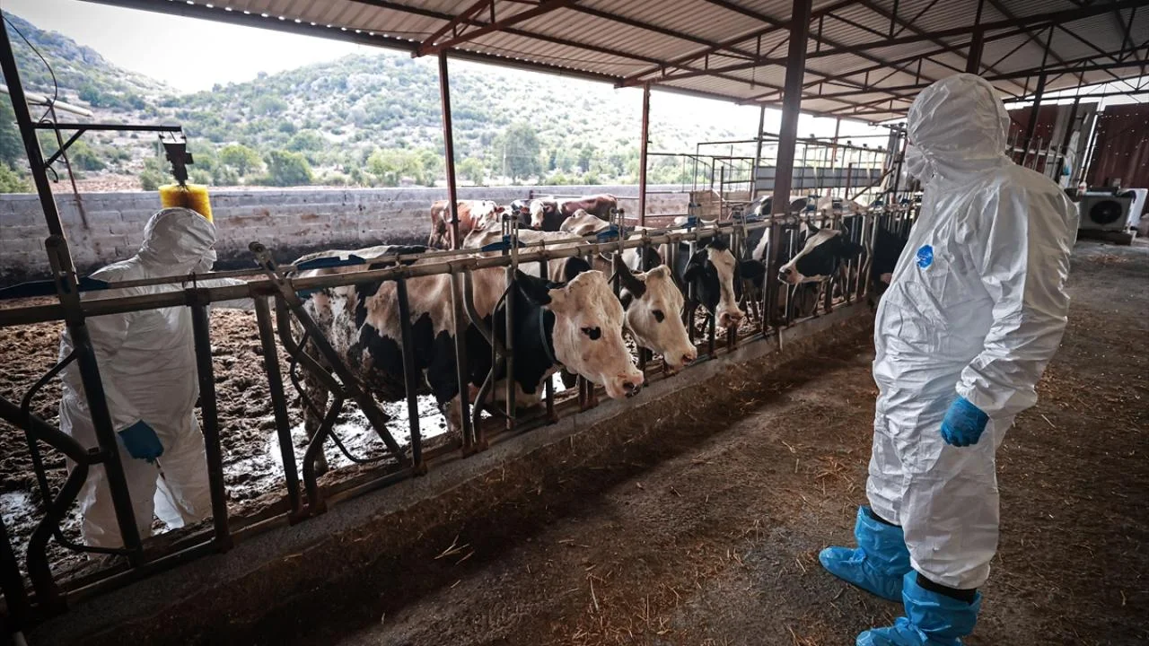 Şap Hastalığı Et ve Süt Üretimini Vurdu: Çiftçiler Zorda